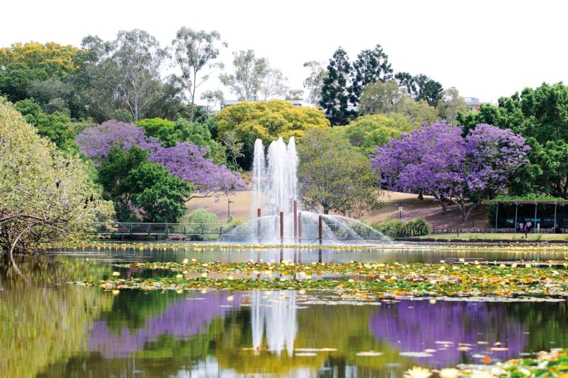 View of UQ lakes, with a fountain in the centre of the lake. Trees and jacarandas in bloom surround the lake.